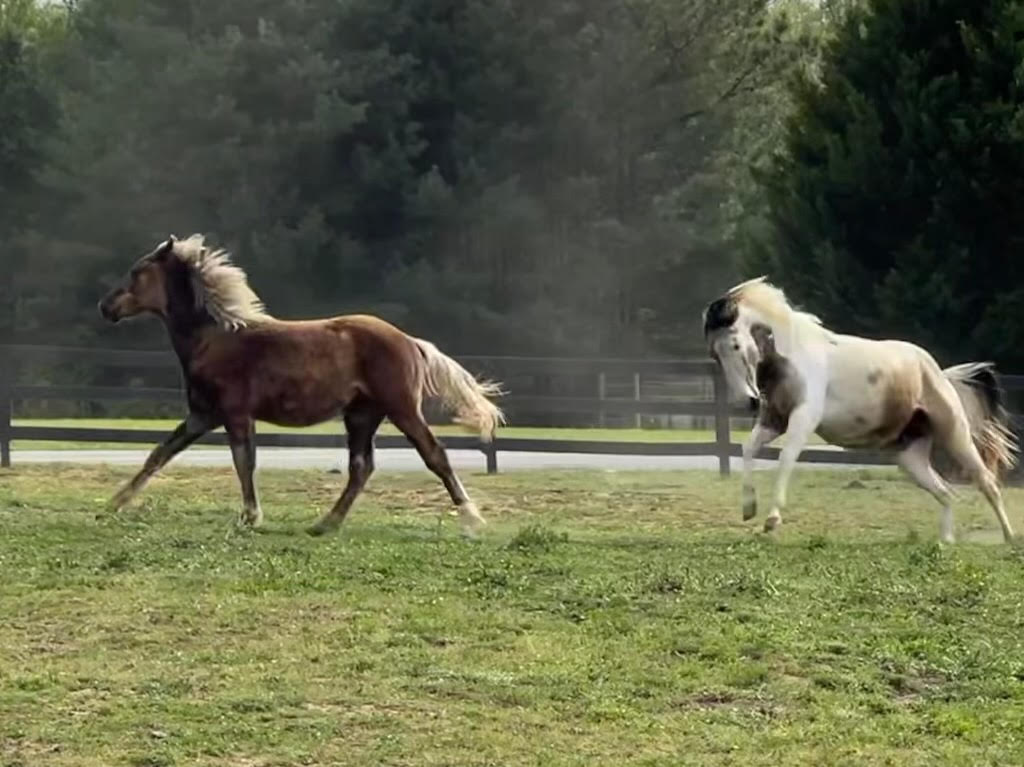 Two horses on a horse property