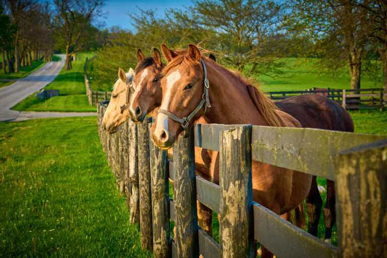 Buying a horse farm for the first time, HHR, three horses at the fence