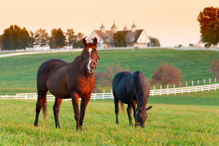 Horse property layout ideas, horses in pasture