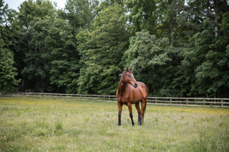 how important is the grass when buying a horse farm, horse in grass pasture